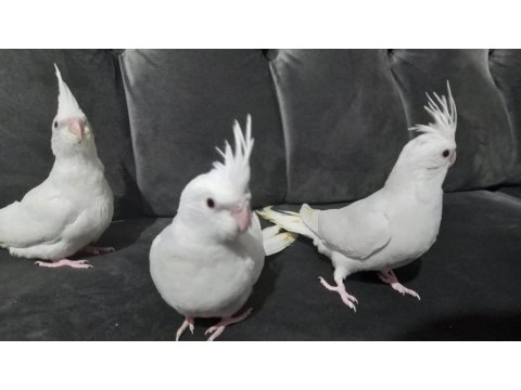 Beyaz Yavru Sultan Papağanları