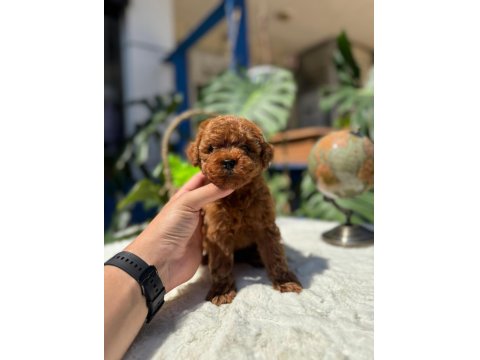 Teslime Hazır 2 Aylik Kore Poodle Bebekler