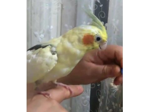 Full Evcil Sultan Papağanı