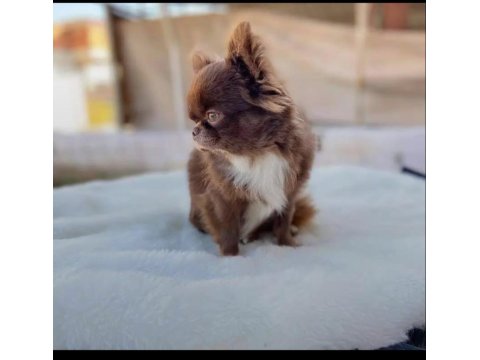 Safkan Elma Kafa Küt Burun Şecereli Şivava Rusyadan Alındı