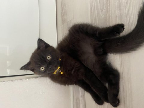 3 Aylık Erkek Kedimiz