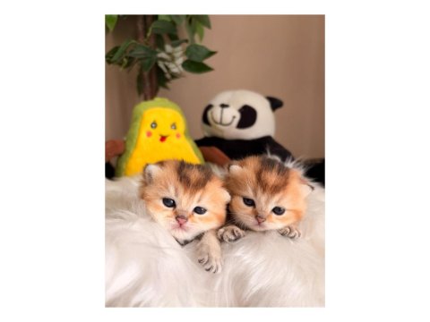 Golden British Longhair Yavrular