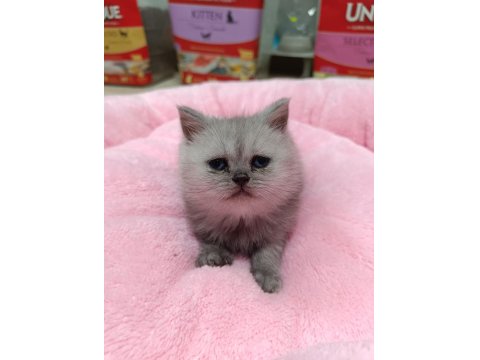 Scottish Fold Ve Scottish Straight Erkek