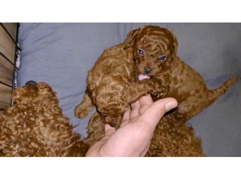 Dişi Kore Poodle