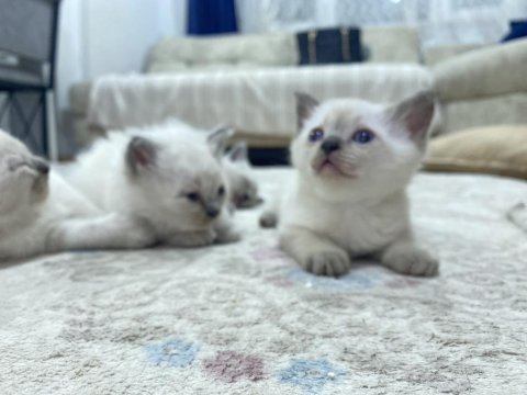 Beyaz Yavru Kedimiz