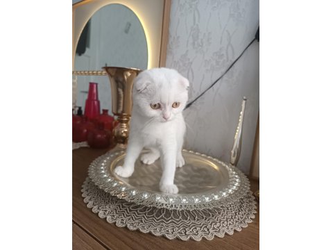 Kar Beyaz Scottish Fold Yavrularımız