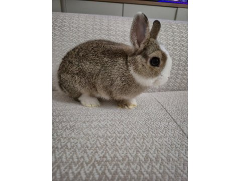 Safkan Hollanda Cüce Erkek Ve Dişi Tavşanlar