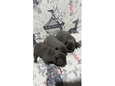 Harika Fransız Bulldog Bebekler