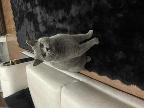 Ücretsiz Kedimiz British Sahiplendirilecektir.