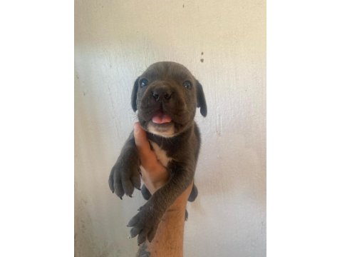 Sağlıklı Cane Corso Blue Erkek Yavru
