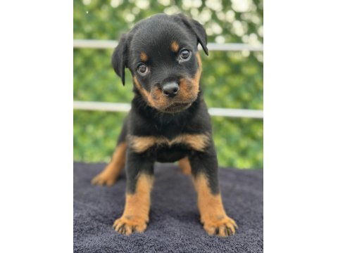 A Şecere Kıf Kayıtlı Rottweiler Yavrularımız