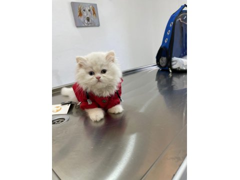 Teslime Hazır İran Kedisi Bebeklerimiz