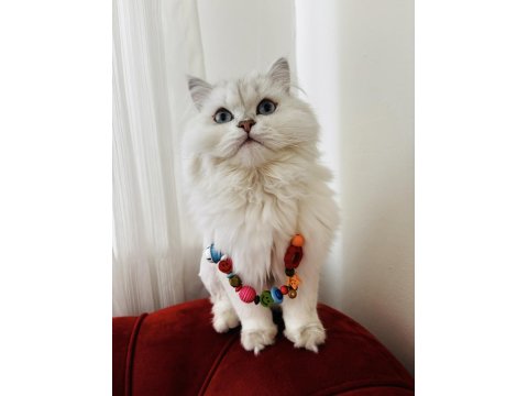 British Longhair Kedilerime Yeni Yuva Arayışındayım