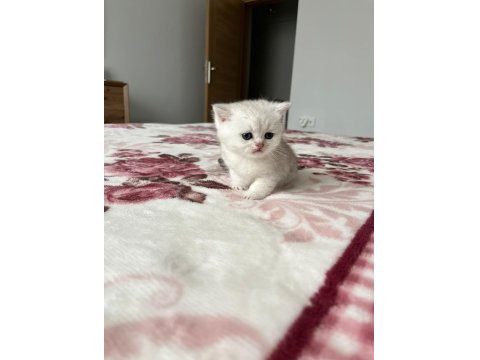 Ns 11 Ve Silver Tabby British Shorthair Yavrular