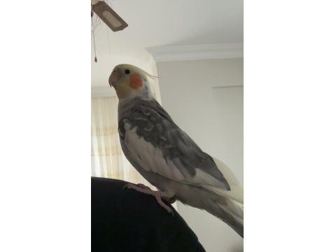 Erkek Evcil Sultan Papağanı