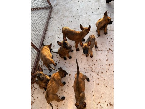 Safkan Malinois Yavrular