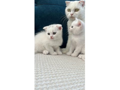 Kedimizi Sahiplendirme