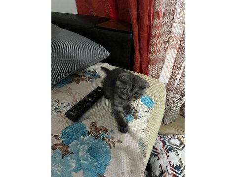3 Aylık Scottish Fold Yavrumuz