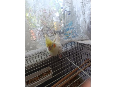 Albino & Lutino Takım Sultan Papağanı