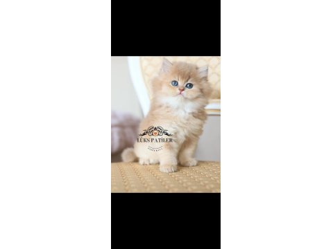 İpeksi Tüylü Golden British Longhair Ny11