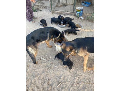 Alman Kurdu Köpeğimiz