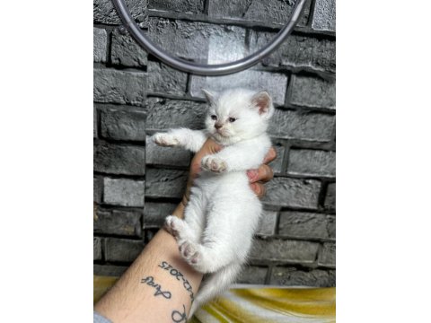 British Shorthair Dişi Bluepoint