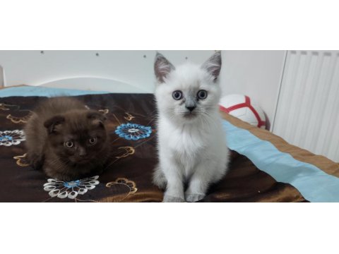 4 Tane Yavrumuz Var 2 Ay Bir Haftalık Kedimiz