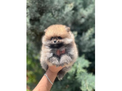 Muhteşem Pomeranian Renkler