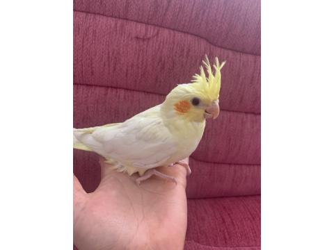 Ele Alışkın Yavru Sultan Papağanı