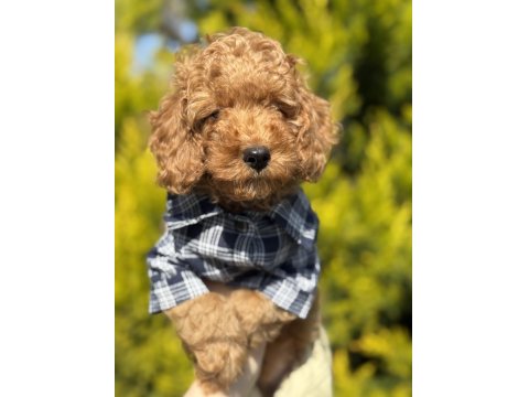 Poodle Yavrumuz Yeni Ailesini Arıyor