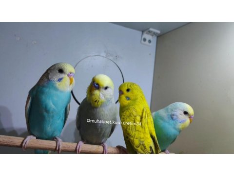 Kuş Malzemeleri Dahil Muhabbet Kuşu