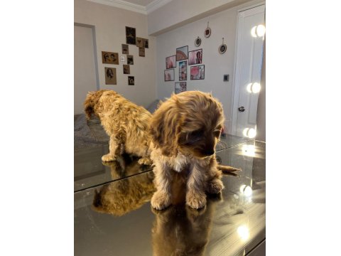Cavapoo Dişi Yavru