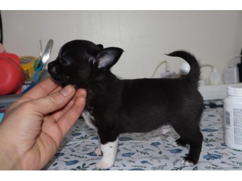 Kısa Tüylü Erkek Chihuahua