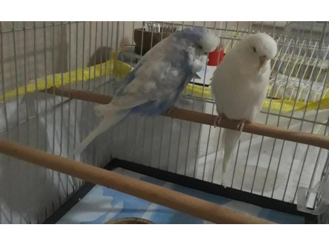 Jumbo Çift Muhabbet Kuşlar