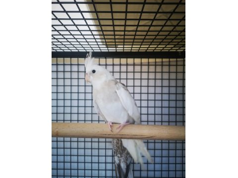 6-7 Aylık Dişi Sultan Papağanı