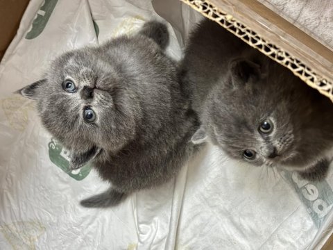British Shorthair Bebek Kedilerimiz