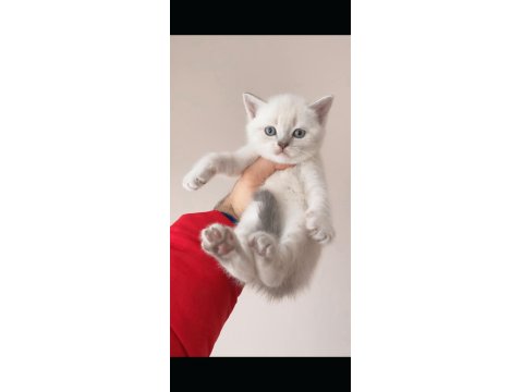 Üst Kalite British Shorthair Yavrular