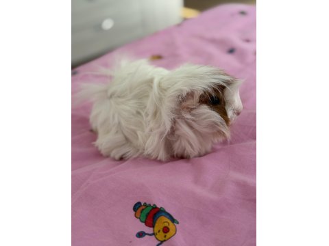 Bütün Eşyalarıyla Dişi Ve Erkek Safkan Guinea Pig