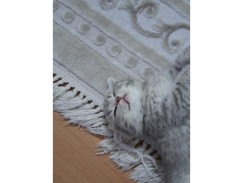 6 Kardeş Kediler Yeni Yuvalarını Arıyor