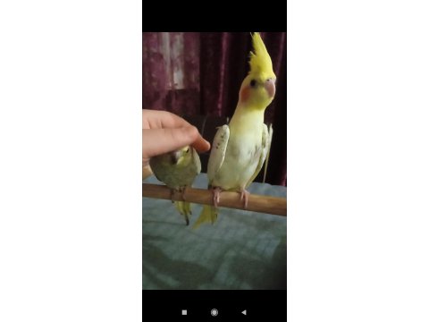 Yavru Sultan Papağanı Ele Alıştırmalık