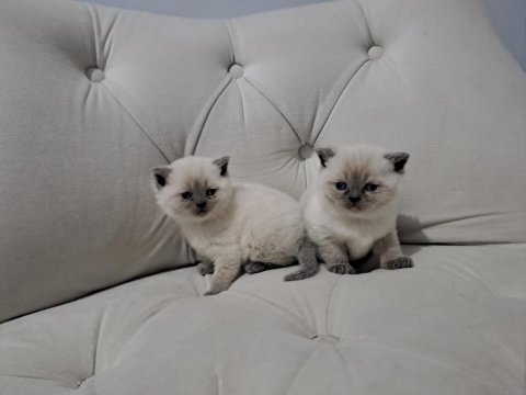 Rezerveye Açık British Shorthair Kedilerimiz