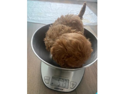 Evde Doğmuş Anne Ve Babası İle Büyüyen Sağlıklı Poodle Yavrular