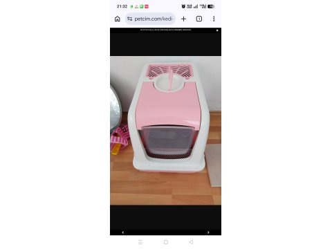 4 Aylık Scottish Fold - Malzemelerle Birlikte