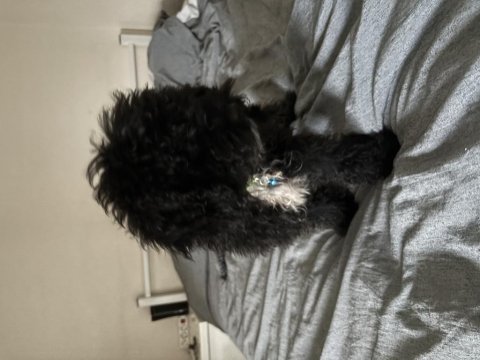 3 Aylık Siyah Toy Poodle
