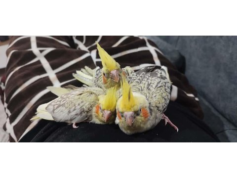 Uysal Oyuncu Sultan Papağanı Bebekler