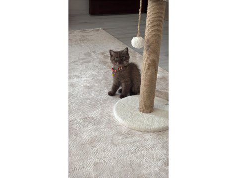 Yavru British Shorthair Chocolate