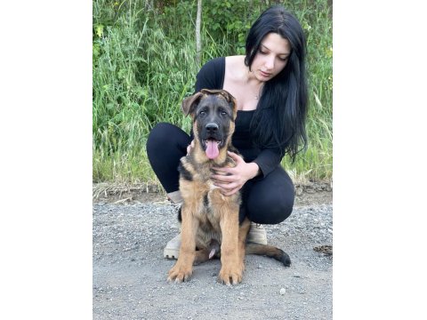 Şecereli Üst Düzey Kalitede Erkek Ve Dişi Alman Kurdu Yavruları