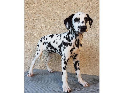 Irk Garantili Dalmaçyalı Yavruları