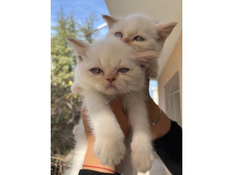 Ankara İçi Ücretsiz Bebek Kediş