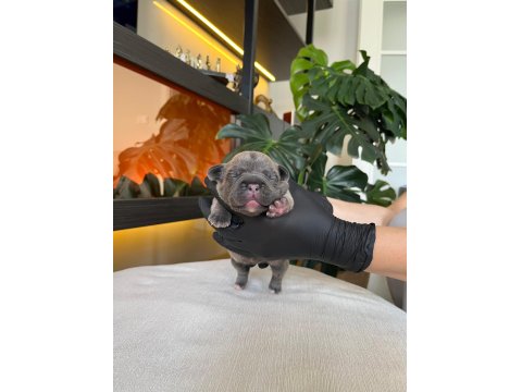 Rengarenk French Bulldog Yavrularım Rezerveye Açık